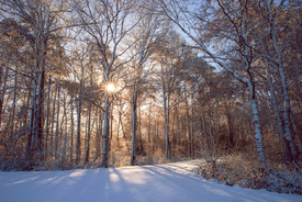 Winter Wald im Sonnenaufgang - 12709235 /leinwand/bigthumb/12709235.jpg