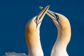 Basstölpel auf Helgoland - 12728155 /leinwand/bigthumb/12728155.jpg