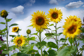Sonnenblumen GlĂŒck - 12745438 /leinwand/bigthumb/12745438.jpg