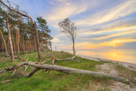 Abends im DarĂwald - 12776808 /leinwand/bigthumb/12776808.jpg
