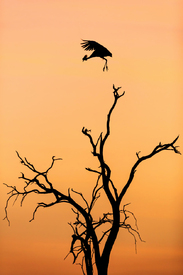 Sonnenaufgang in Afrika - 12800751 /leinwand/bigthumb/12800751.jpg