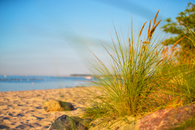 Strandhafer im Sonnenuntergang - 12806596 /leinwand/bigthumb/12806596.jpg