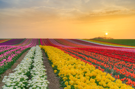 Tulpenfeld bei Sonnenuntergang - 12816588 /leinwand/bigthumb/12816588.jpg
