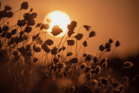 Wollgras im Sonnenuntergang - 12821299 /leinwand/bigthumb/12821299.jpg