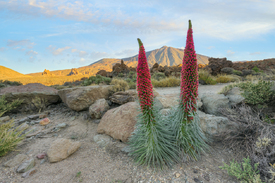 Teneriffa blĂŒhende Natternköpfe - 12826302 /leinwand/bigthumb/12826302.jpg