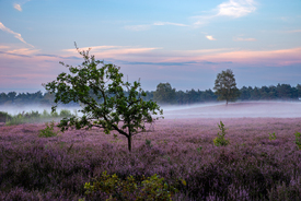 Bodennebel zieht ĂŒber die HeideblĂŒte - 12839887 /leinwand/bigthumb/12839887.jpg