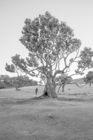 Lorbeerbaum - 12873779 /leinwand/bigthumb/12873779.jpg