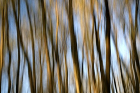 tree shake - 12891807 /leinwand/bigthumb/12891807.jpg