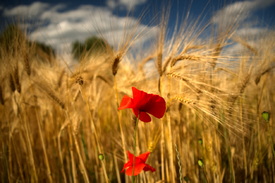 Mohnblume - 12898286 /leinwand/bigthumb/12898286.jpg