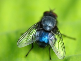 wings - 9660078 /leinwand/bigthumb/9660078.jpg