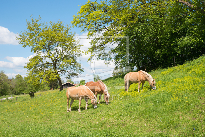 frei wählbarer Bildausschnitt für Ihr Bild auf Leinwand