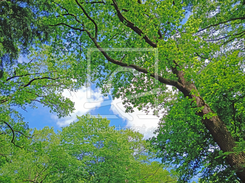 frei wählbarer Bildausschnitt für Ihr Bild auf Leinwand