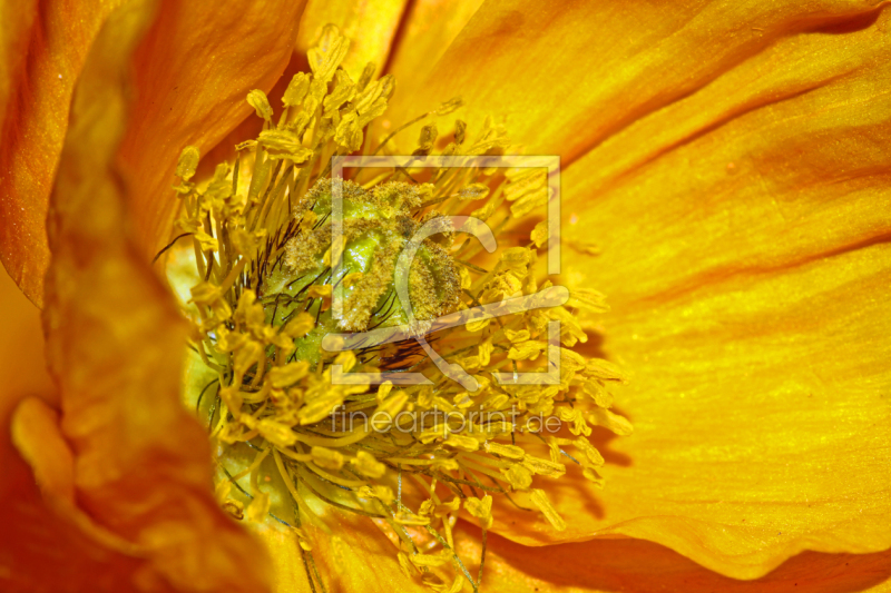 frei wählbarer Bildausschnitt für Ihr Bild auf Leinwand