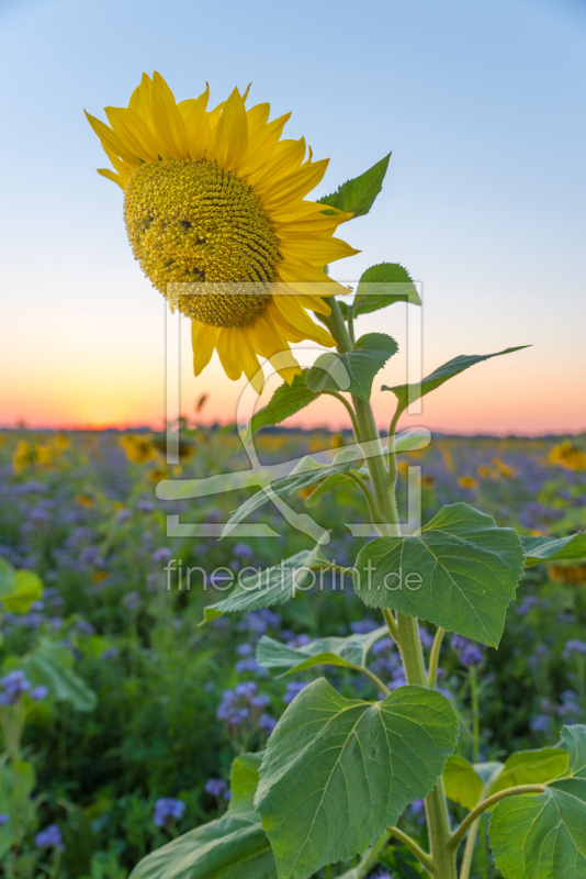 frei wählbarer Bildausschnitt für Ihr Bild auf Leinwand