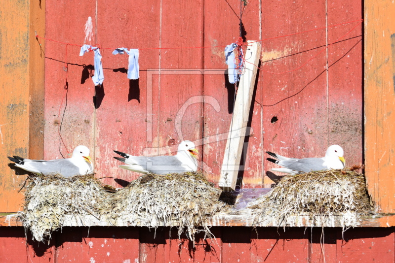frei wählbarer Bildausschnitt für Ihr Bild auf Leinwand