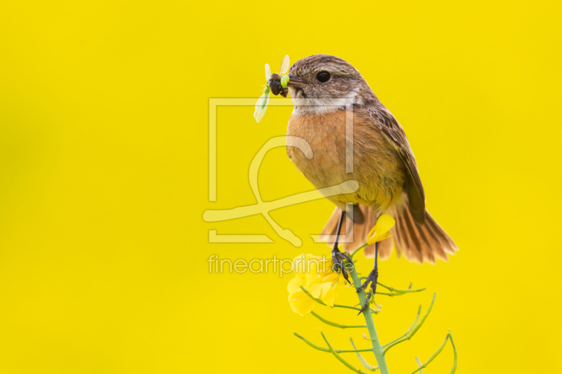 frei wählbarer Bildausschnitt für Ihr Bild auf Mousepad