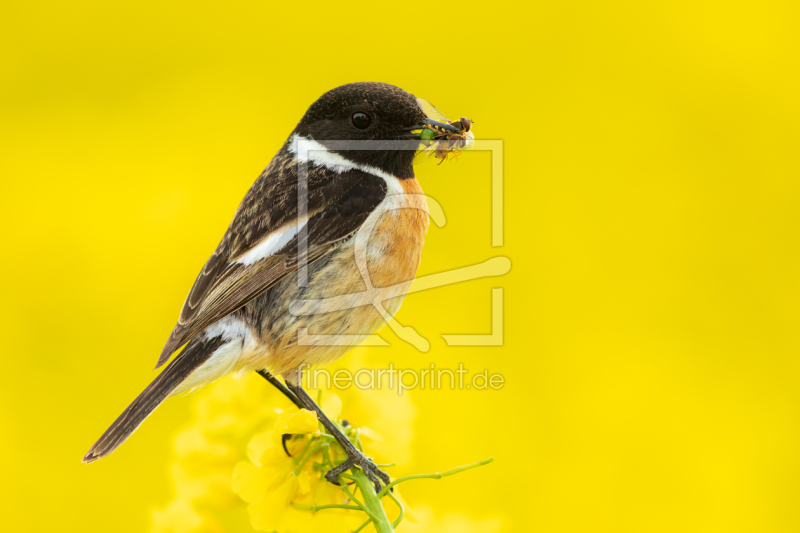 frei wählbarer Bildausschnitt für Ihr Bild auf Papier