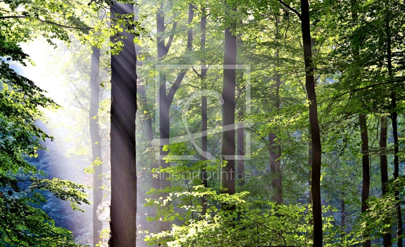 frei wählbarer Bildausschnitt für Ihr Bild auf Poster