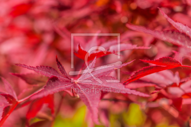 frei w&auml;hlbarer Bildausschnitt f&uuml;r Ihr Bild auf Poster
