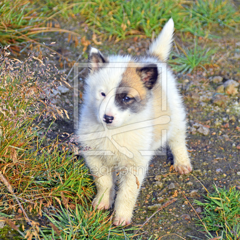 frei wählbarer Bildausschnitt für Ihr Bild auf Poster