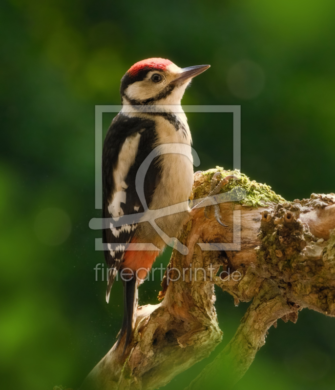 frei wählbarer Bildausschnitt für Ihr Bild auf Poster