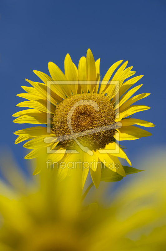 frei w&auml;hlbarer Bildausschnitt f&uuml;r Ihr Bild auf Poster