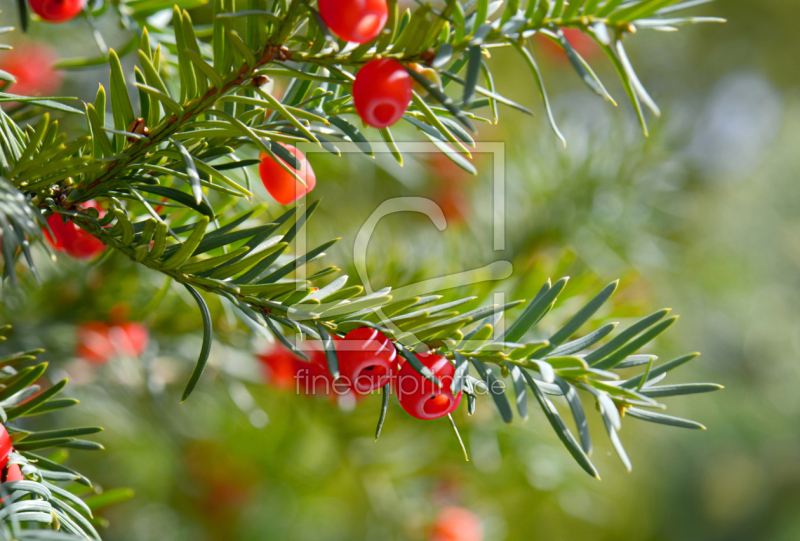 frei wählbarer Bildausschnitt für Ihr Bild auf Schieferplatte