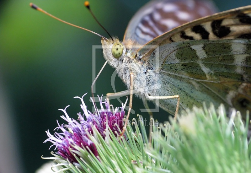 frei wählbarer Bildausschnitt für Ihr Bild auf Schieferplatte