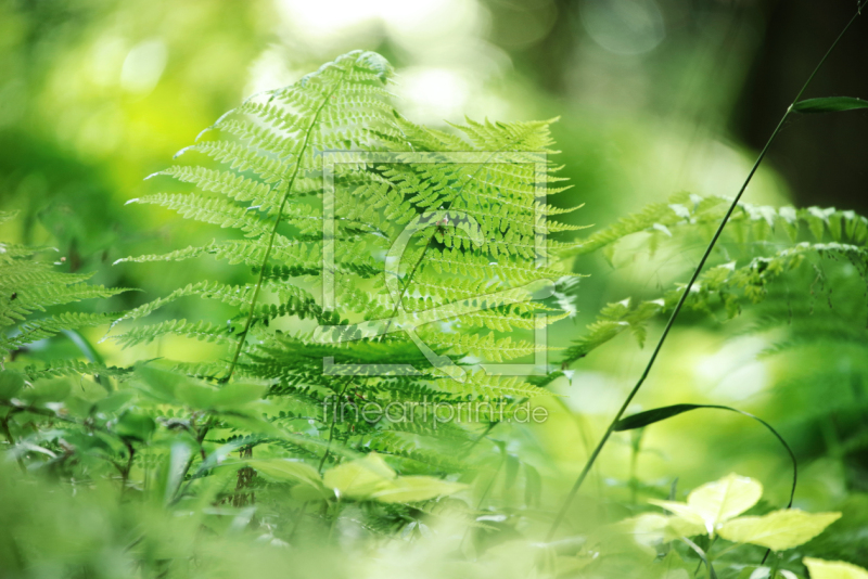 frei wählbarer Bildausschnitt für Ihr Bild auf Tapete