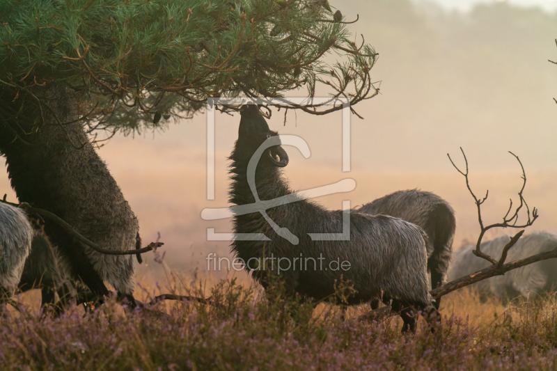 frei wählbarer Bildausschnitt für Ihr Bild auf Tapete