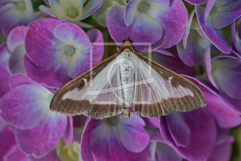 frei wählbarer Bildausschnitt für Ihr Bild auf Tapete