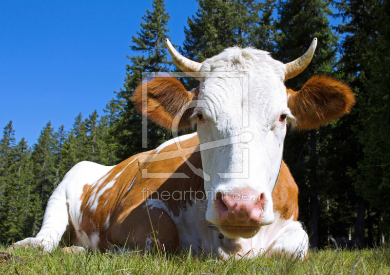 frei w&auml;hlbarer Bildausschnitt f&uuml;r Ihr Bild auf Tapete