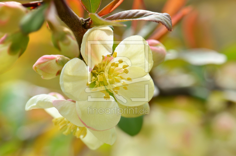 frei w&auml;hlbarer Bildausschnitt f&uuml;r Ihr Bild auf Tapete