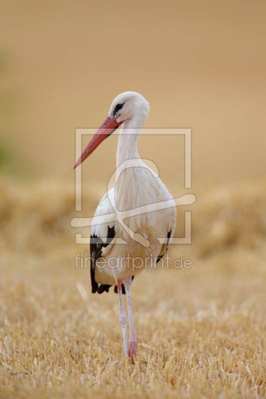 frei w&auml;hlbarer Bildausschnitt f&uuml;r Ihr Bild auf Tapete