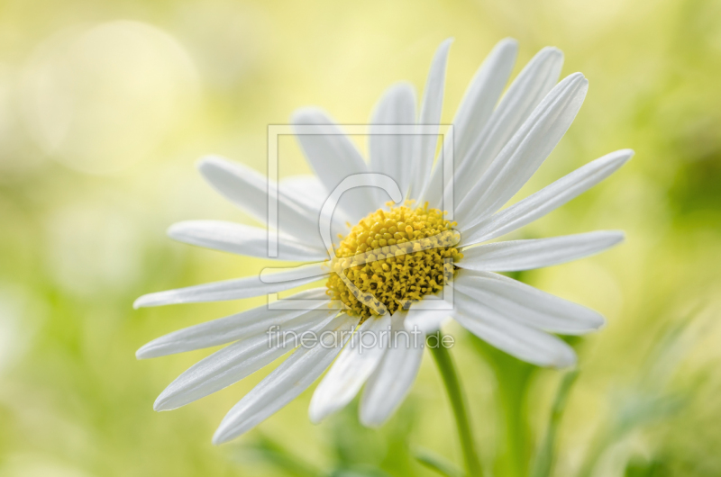 frei w&auml;hlbarer Bildausschnitt f&uuml;r Ihr Bild auf Tischdecke