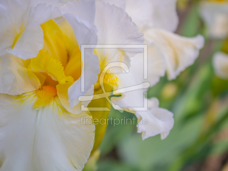frei w&auml;hlbarer Bildausschnitt f&uuml;r Ihr Bild auf Tischdecke