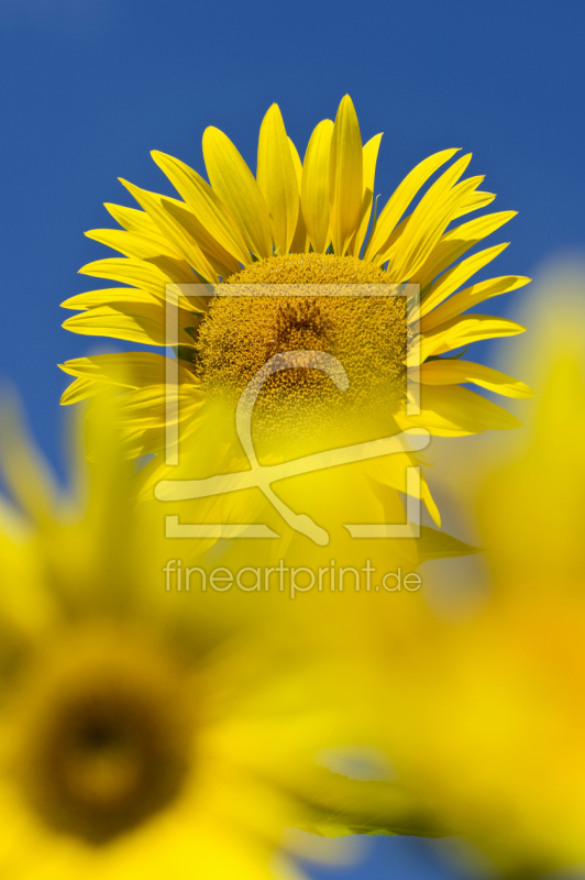 frei w&auml;hlbarer Bildausschnitt f&uuml;r Ihr Bild auf Tischdecke