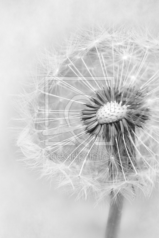 frei wählbarer Bildausschnitt für Ihr Bild auf Türfolie