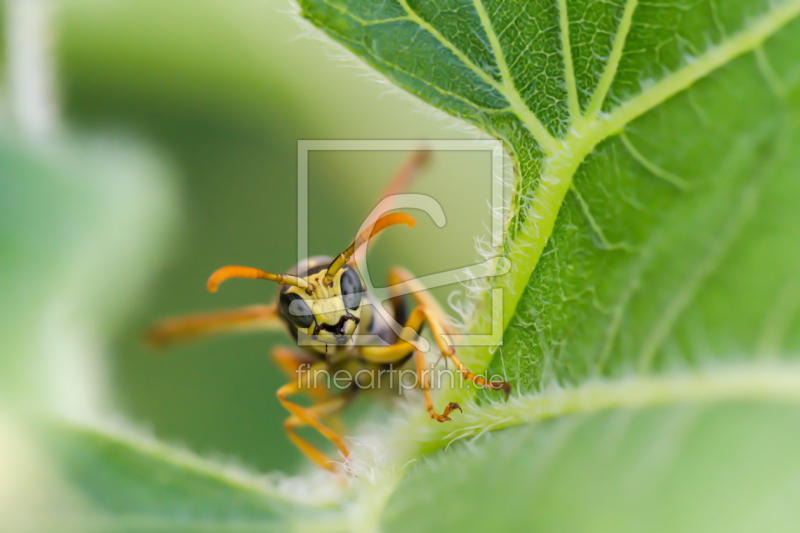 frei wählbarer Bildausschnitt für Ihr Bild auf Türfolie