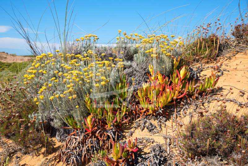 frei wählbarer Bildausschnitt für Ihr Bild auf Türfolie