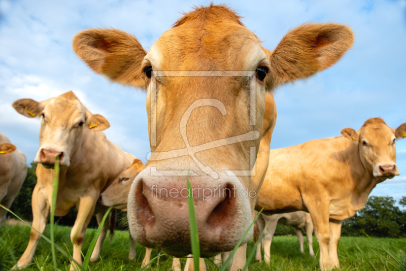 frei wählbarer Bildausschnitt für Ihr Bild auf Türfolie