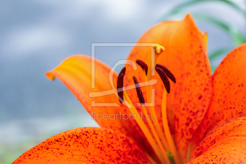 frei wählbarer Bildausschnitt für Ihr Bild auf Türfolie