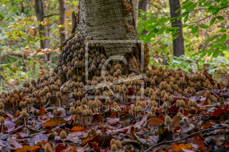 frei wählbarer Bildausschnitt für Ihr Bild auf Türfolie