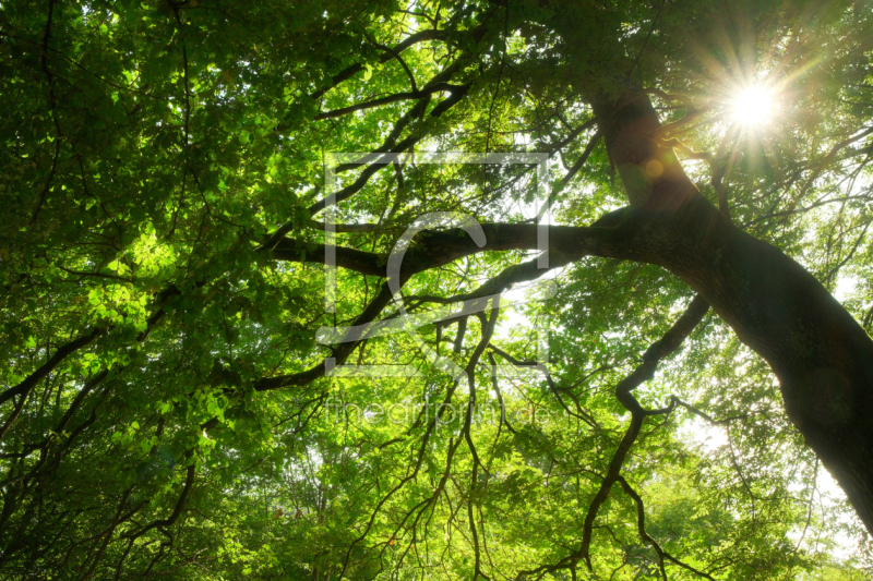 frei wählbarer Bildausschnitt für Ihr Bild auf Türfolie