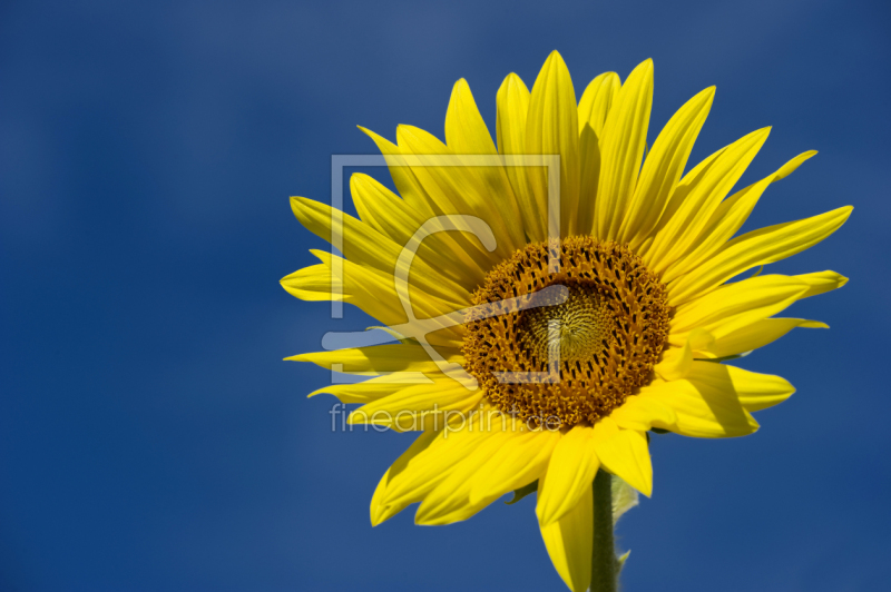 frei wählbarer Bildausschnitt für Ihr Bild auf Türfolie