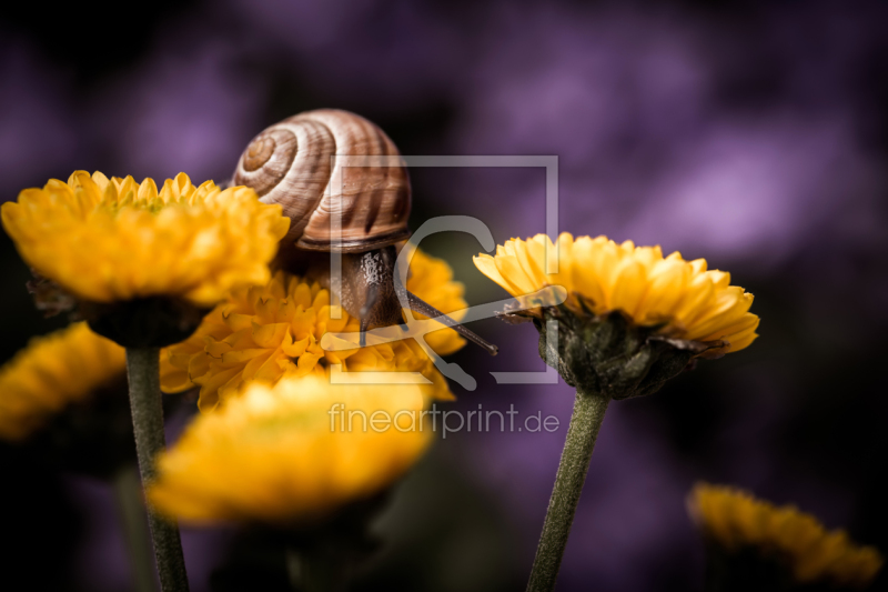 frei wählbarer Bildausschnitt für Ihr Bild auf Türfolie