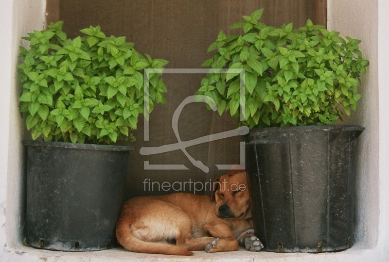 frei wählbarer Bildausschnitt für Ihr Bild auf Türfolie