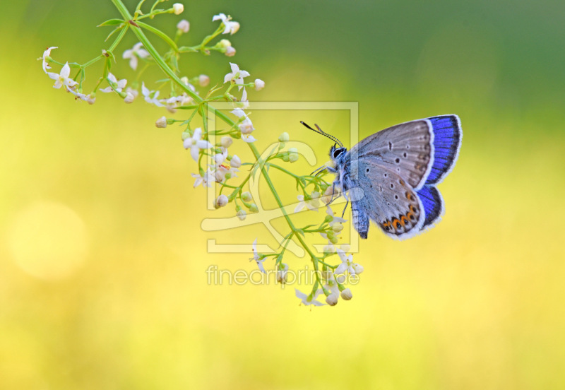 frei wählbarer Bildausschnitt für Ihr Bild auf Untersetzer