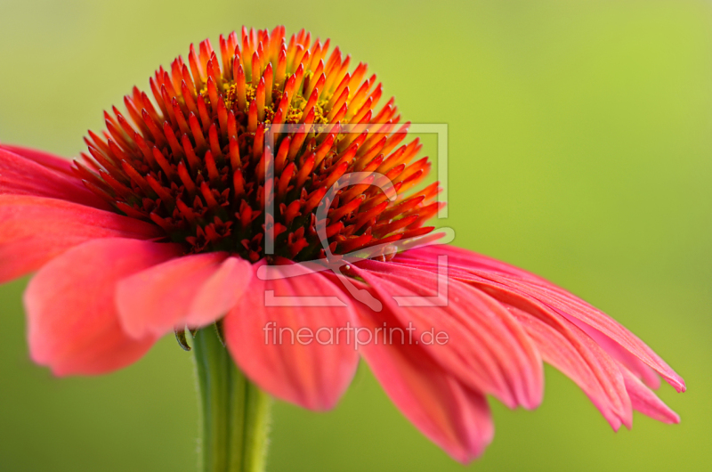 frei w&auml;hlbarer Bildausschnitt f&uuml;r Ihr Bild auf Untersetzer